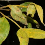 Cientistas alertam que a “árvore zumbi” da Austrália pode desaparecer em uma geração