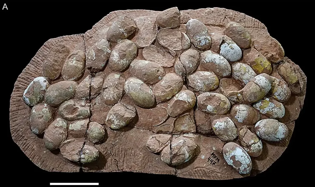 A maior ninhada de ovos de crocodiliformes do Mesozoico já encontrada, MPM 447, com 47 ovos. 