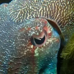 Por que os animais têm formatos de pupila diferentes?