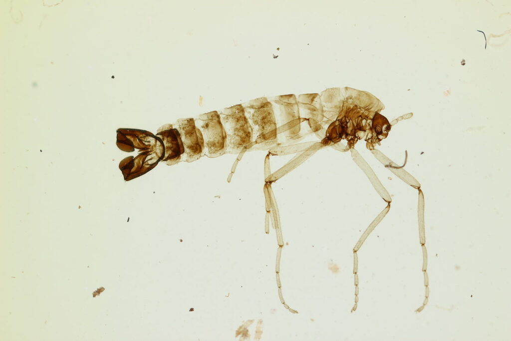 Cientistas encontraram microplásticos dentro do único inseto nativo da Antártida, um minúsculo mosquito que sobrevive a algumas das condições mais extremas da Terra - Belgica antarctica.