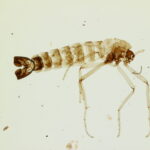 Microplásticos chegaram ao único inseto nativo da Antártica