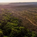 Estudo revela que o Cerrado brasileiro, uma área desprotegida, armazena uma quantidade impressionant...