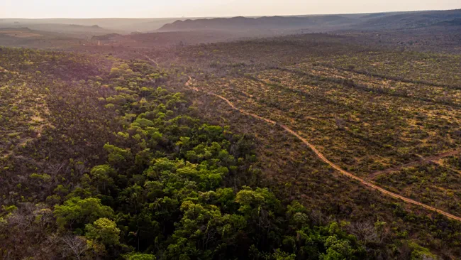 O Cerrado, no Brasil, é o segundo maior bioma da América do Sul e armazena tanto carbono quanto 20% da floresta amazônica, segundo uma nova pesquisa.