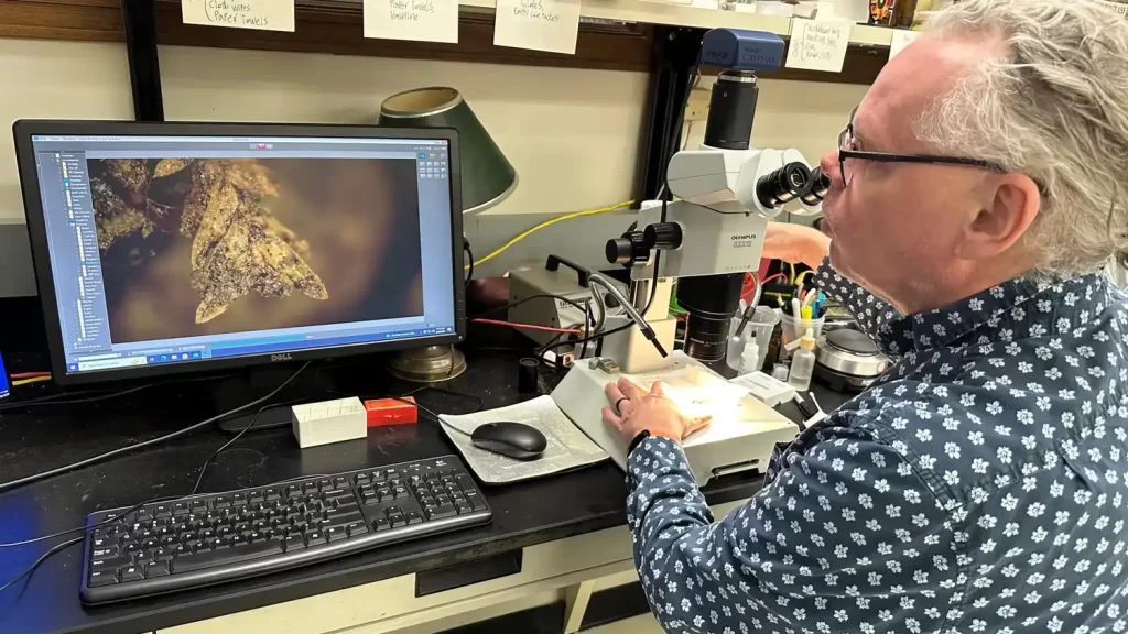 O autor principal, Matt von Konrat, em seu laboratório no Field Museum, em 26 de fevereiro de 2026, examinando os minúsculos fragmentos de musgo encontrados junto aos corpos exumados no Cemitério Burr Oak em 2009. A tela do computador mostra a imagem da amostra de musgo sob o microscópio.