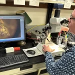 Um pequeno tufo de musgo ajudou a solucionar um crime chocante em um cemitério