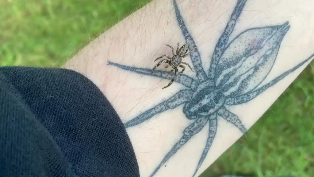 O autor principal, Wes Walsh, com sua tatuagem de Agelenopsis pennsylvanica (a aranha-da-grama da Pensilvânia) e uma das inspirações para este estudo, uma Platycryptus undatus viva (aranha-saltadora marrom). 
