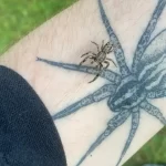 Tem medo de aranhas? Cientistas dizem que o verdadeiro pesadelo é perdê-las