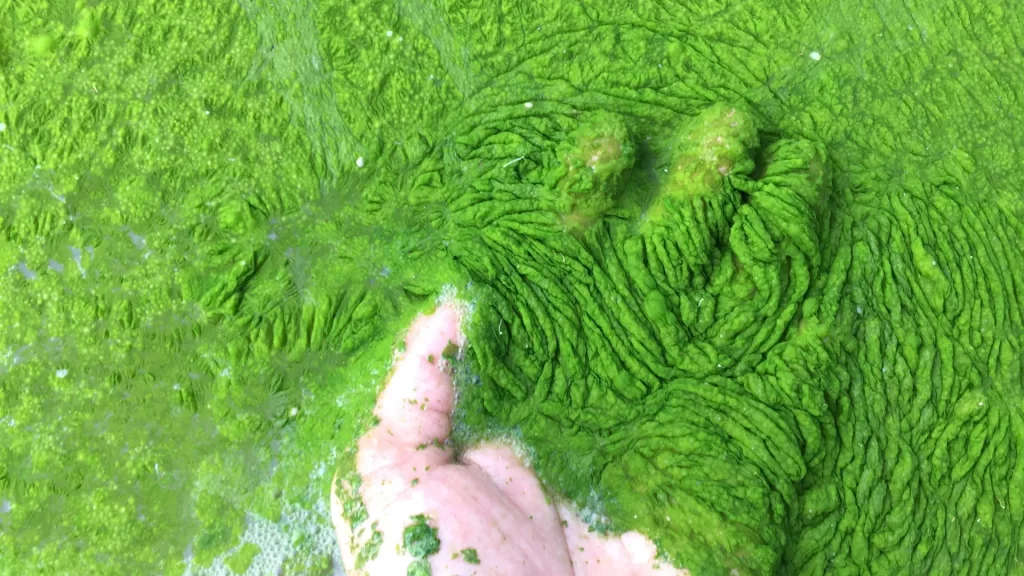 Cientistas descobriram um novo fungo marinho que infecta e mata algas tóxicas responsáveis ​​por proliferações nocivas. O parasita adaptável pode revelar uma força natural pouco conhecida que ajuda a controlar as algas e a moldar os ecossistemas oceânicos. 