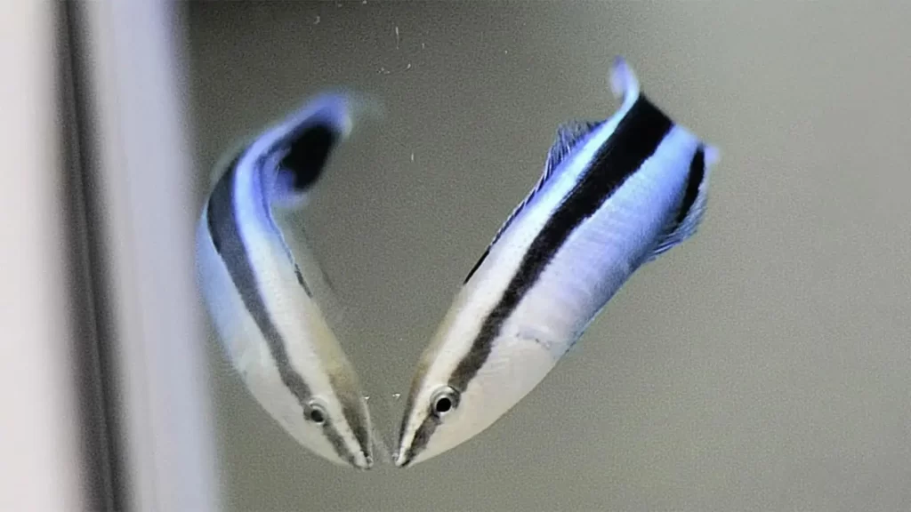 Foi demonstrado que peixes limpadores exibem habilidades cognitivas semelhantes às de mamíferos na presença de seu próprio reflexo.