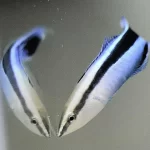 Peixes-limpadores demonstram autoconsciência em impressionantes experimentos com espelhos