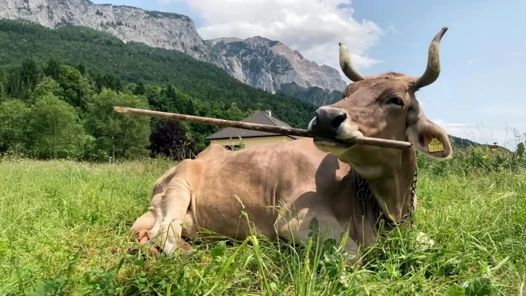 A vaca Verônica descansando enquanto usa uma bengala. 
