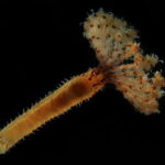 Espécies marinhas estão desaparecendo antes mesmo que os cientistas consigam encontrá-las