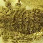 Cientistas descobrem aracnídeo preso em âmbar há 35 milhões de anos