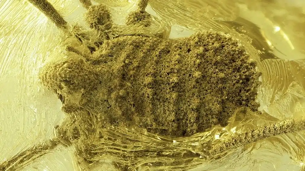 Fóssil Balticolasma wunderlichi (fêmea) do âmbar ucraniano de Rovno.
