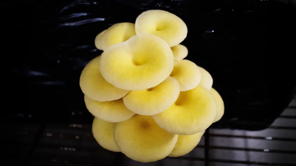Pleurotus citrinopileatus vulgarmente conhecido como cogumelo-ostra-dourado