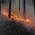 Temporadas de incêndios florestais mais longas representam ameaça crescente para espécies nas mudanç...