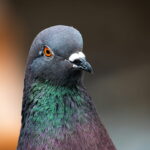 Estudo revela que pombos tendem a reagir no limite do caos