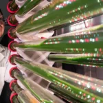 Cientistas afirmam que essa alga pode remover microplásticos da água potável
