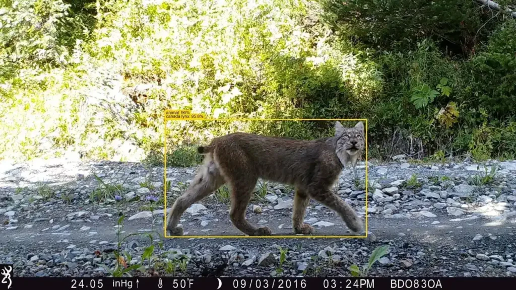 A previsão de IA do SpeciesNet pode ser vista em uma imagem de um lince. 