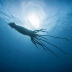Descoberta de lula gigante revela um mundo oculto nas profundezas do oceano na costa da Austrália