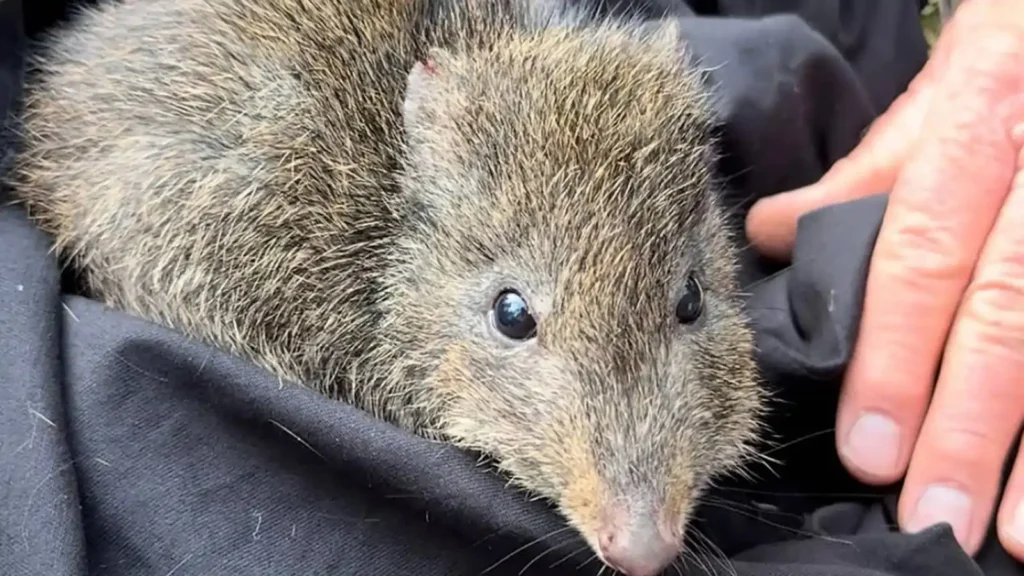 Pesquisadores têm trabalhado para entender melhor a dieta dos potoroos de Gilbert.