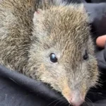 Cientistas usam DNA de fezes para salvar o marsupial mais raro do mundo