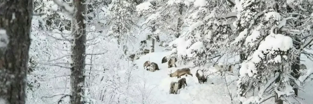Renas pastando em Vattme/Tjeggelvas, nas terras da comunidade de pastores de renas sámi Luokta-Mávas. 