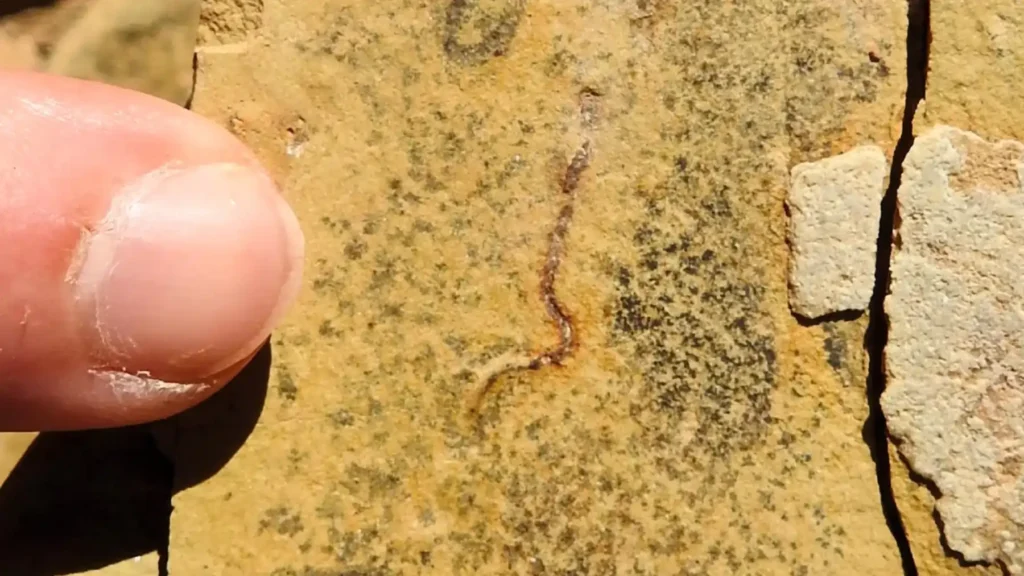 Visíveis a olho nu, bactérias ou algas fossilizadas foram encontradas em um antigo leito marinho que emergiu no atual estado brasileiro de Mato Grosso do Sul.
