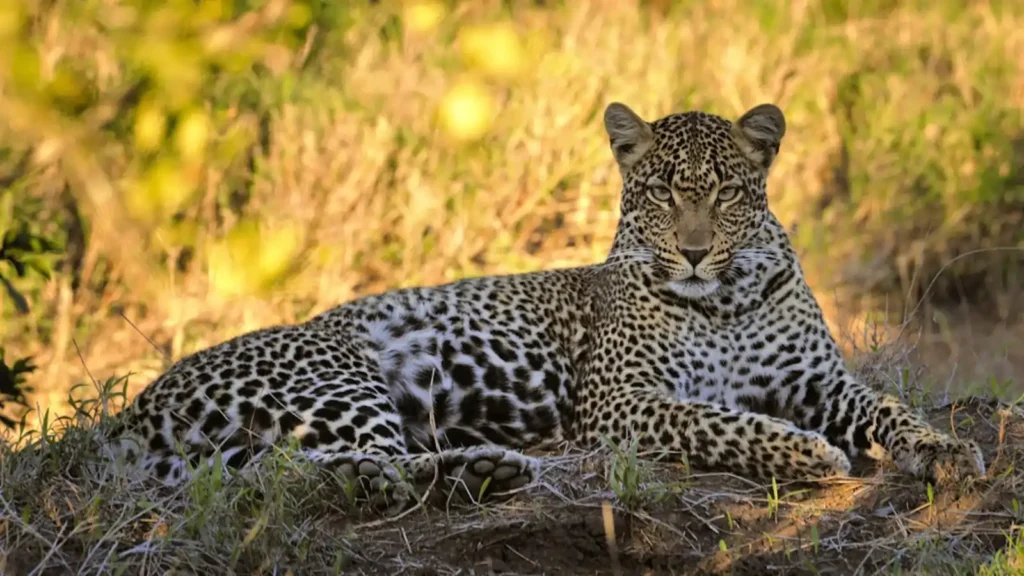 O esquivo leopardo-do-cabo. 