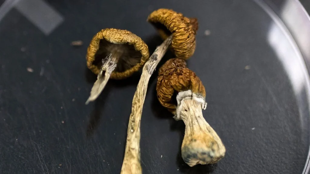 Psilocybe cubensis cgumelos mágicos