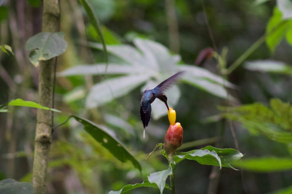 Uma fêmea de beija-flor-ermitão-verde paira sobre uma espécie tropical de gengibre-espiral em Las Alturas, Costa Rica.