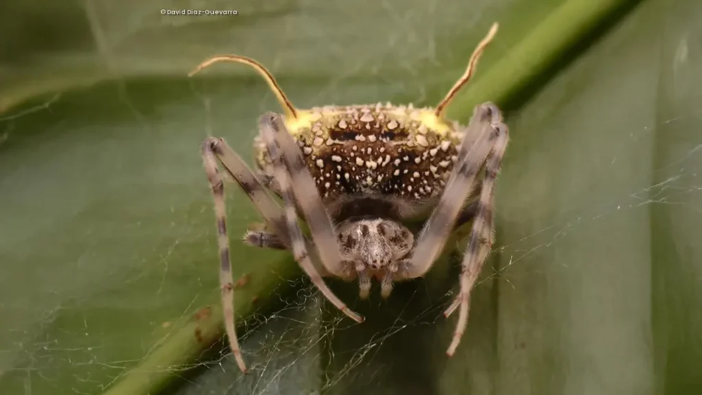 Uma nova espécie de aranha da Amazônia equatoriana: Taczanowskia waska.
