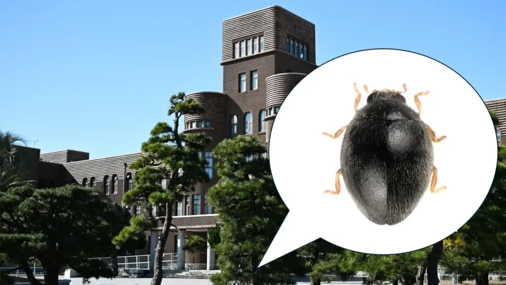 Pesquisadores descobriram uma nova espécie de joaninha, Parastethorus pinicola, em um pinheiro-negro-japonês no Laboratório Satélite Hakozaki da Universidade de Kyushu. O besouro mede aproximadamente um milímetro de comprimento.