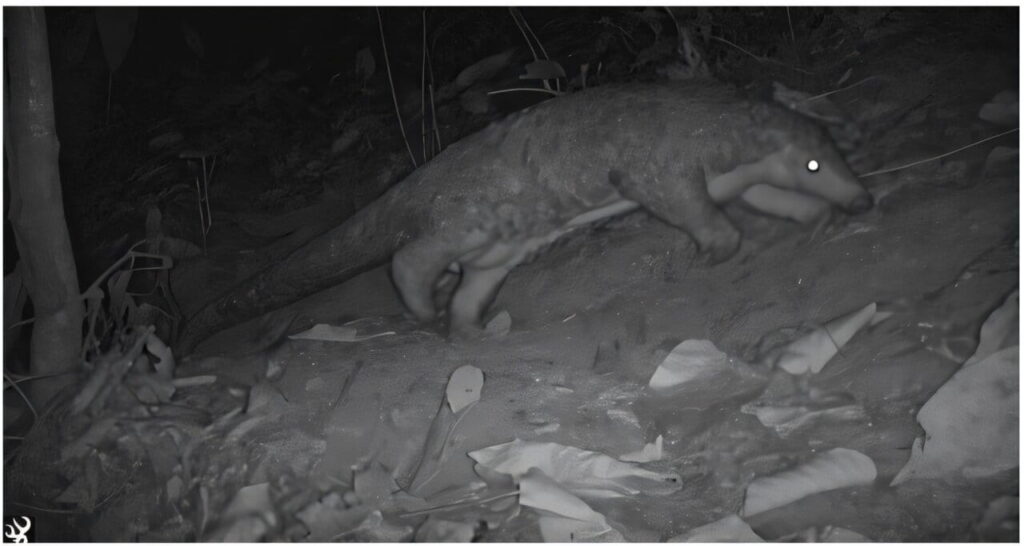Fotografia de um pangolim-chinês (Manis pentadactyla) capturada por armadilha fotográfica na floresta de Panchakanya, distrito de Sunsari, Nepal, em 21 de janeiro de 2025. 
