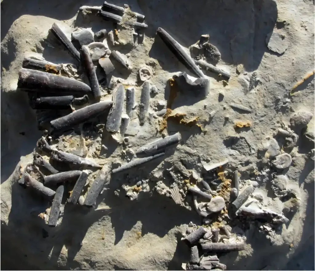 Os belemnites (cefalópodes da era Mesozoica) aqui retratados são de Peniche, em Portugal. Eles viveram durante um período de calor extremo há aproximadamente 183 milhões de anos e têm apenas metade do tamanho de seus congêneres imediatamente anteriores e posteriores a esse evento.