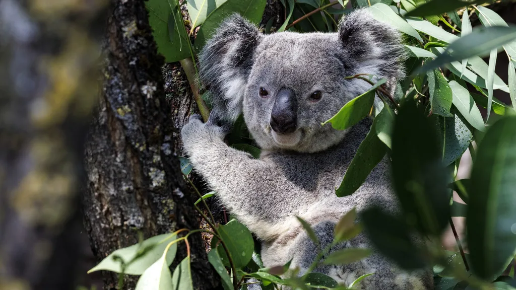 Os coalas enfrentam muitas ameaças, incluindo a perda de habitat e doenças.
