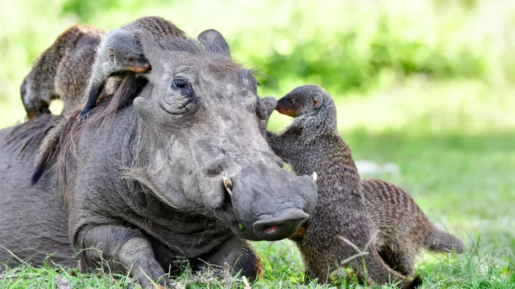 Os mangustos-listrados (Mungos mungo) podem cooperar com os javalis-africanos (Phacochoerus africanus) limpando-os, removendo carrapatos e outros parasitas, enquanto os javalis-africanos fornecem acesso a alimento e proteção contra predadores por meio de sua vigilância e presença. Exemplo de imagens do Parque Nacional Rainha Elizabeth, Uganda.