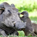 A linguagem secreta por trás da cooperação animal