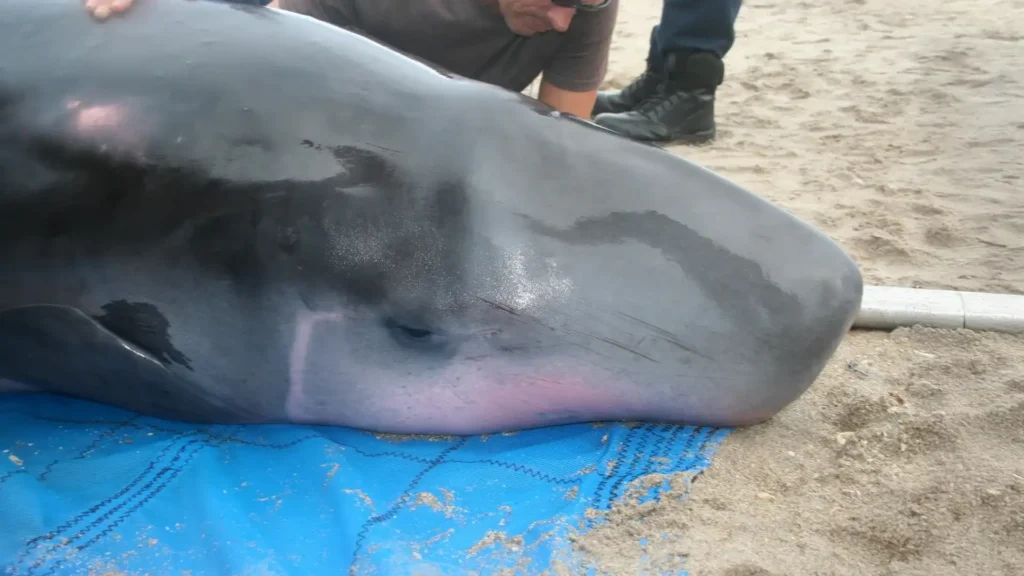 Uma baleia-pigmeia encalhada em uma praia no leste da Flórida em 2011. A operação de resgate foi realizada sob um Acordo de Resgate entre o NMFS (Serviço Nacional de Pesca Marinha) e a Divisão Portuária da FAU (Universidade da Flórida) sob a autoridade da MMPA (Lei de Proteção Marinha de Michigan). Novas bactérias foram encontradas em análises desses animais encalhados.