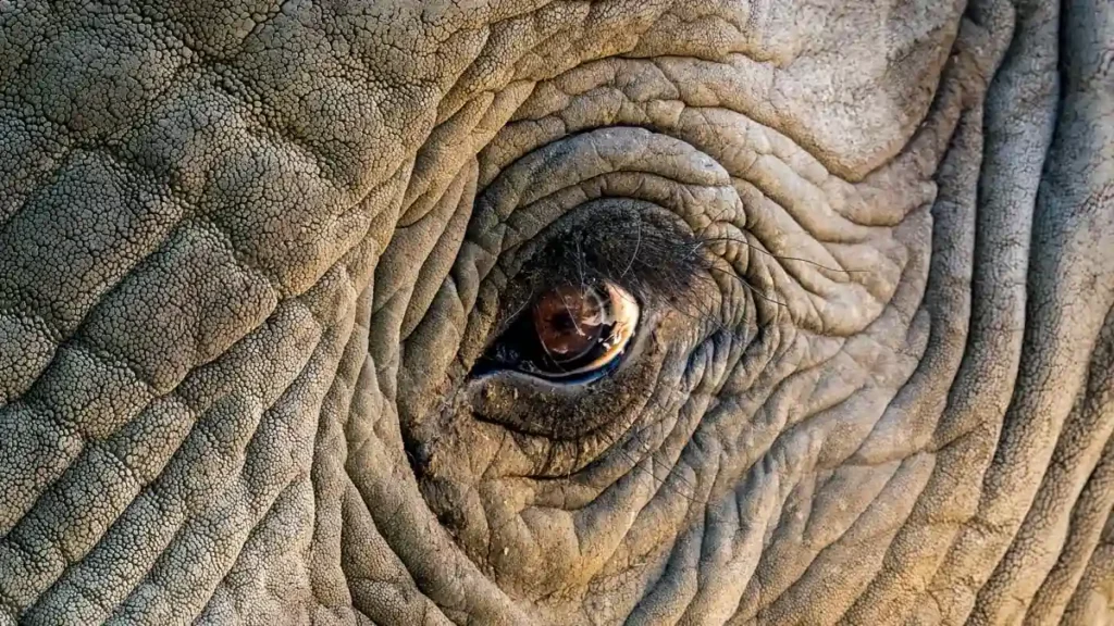 Olho de um elefante