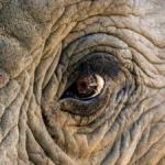 No corredor de elefantes da Namíbia, a guerra territorial entre humanos e animais selvagens está pre...