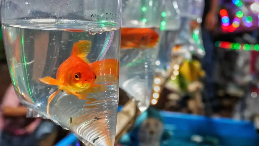 peixinho dourado