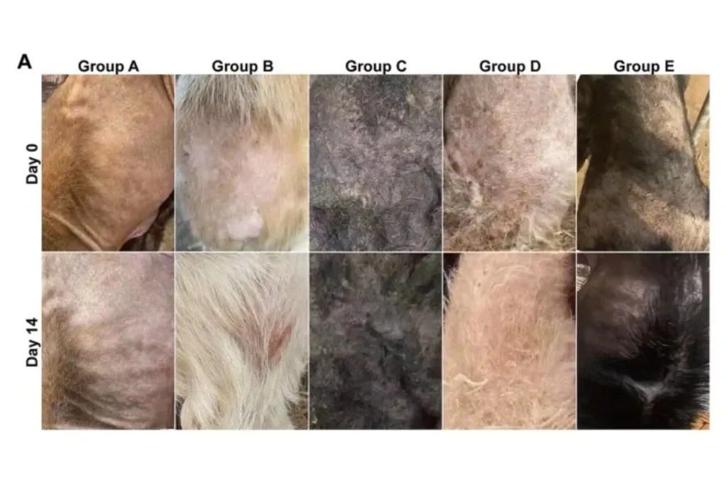 Antes e depois do tratamento de cães com sarna sarcóptica. 