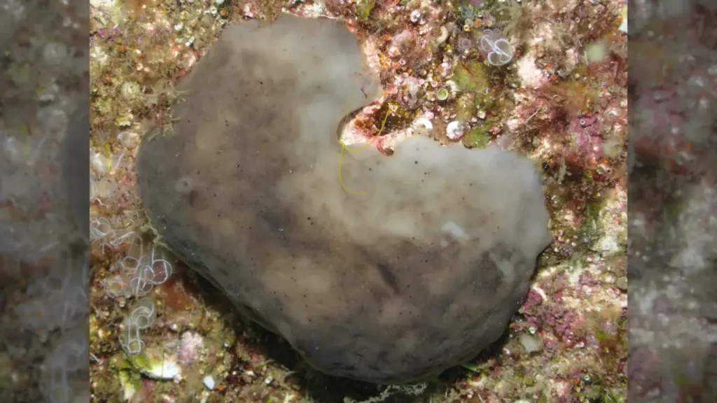 Exemplar das esponjas-rim-de-galinha ('Chondrosia reniformis'), espécie transplantada para o porto.