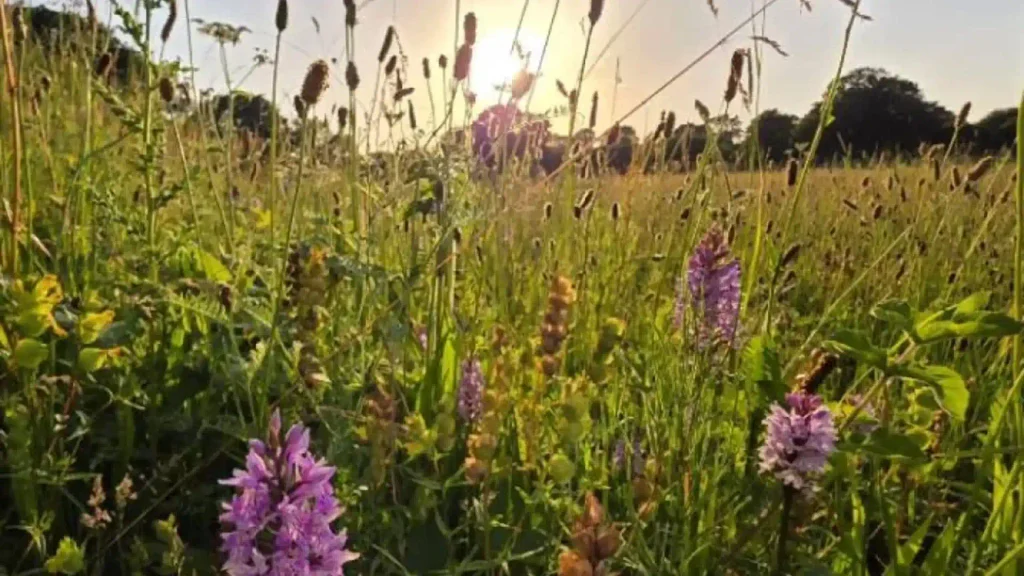 Flores silvestres desabrocham em Sayer's Meadow.