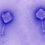Pontos críticos de mutação ajudam os vírus benéficos a superar as bactérias no seu intestino