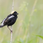 As aves campestres estão desaparecendo até mesmo de áreas criadas para protegê-las