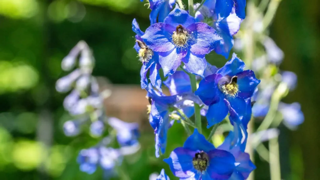 
Um exemplar de esporinha em flor no Jardim Botânico Beal. Conhecidas por sua toxicidade, plantas nocivas como a esporinha e o acônito têm sido utilizadas pelos humanos há milênios por seu potencial medicinal.