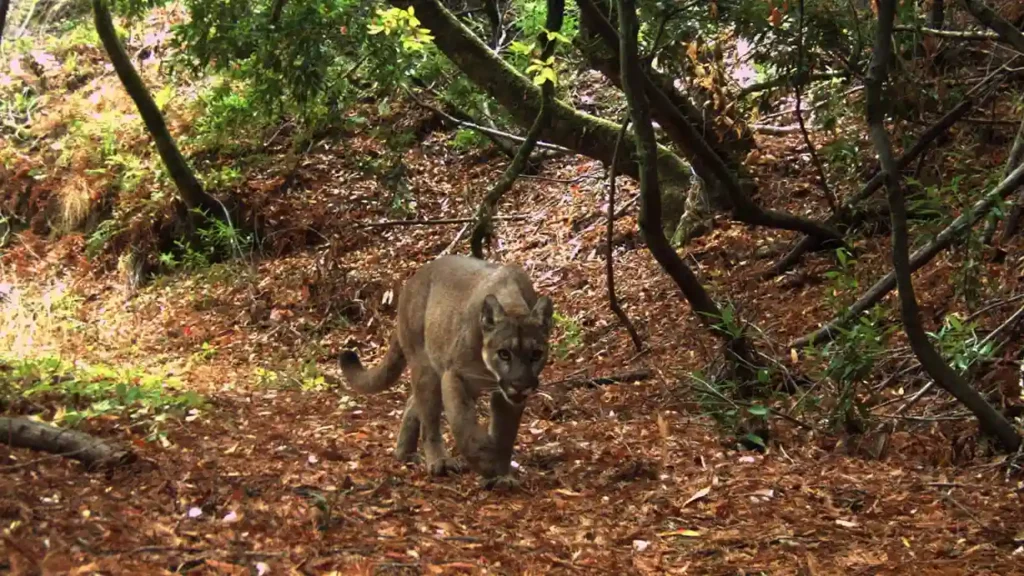 Um puma fotografado por uma câmera com sensor de movimento na Reserva Biológica Jasper Ridge, em Stanford.