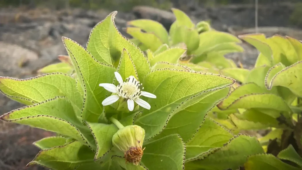 As plantas do gênero Scalesia , em Galápagos, desenvolveram características adaptativas múltiplas vezes, mas nem sempre usando os mesmos genes. A foto mostra as folhas serrilhadas da Scalesia affinis (escalésia de cabeça radiada). Crédito: Michael Martin, Museu da Universidade NTNU